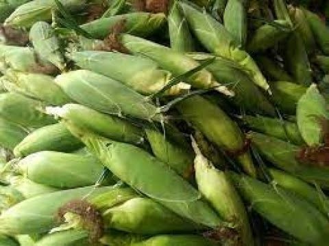 Fresh Green Maize